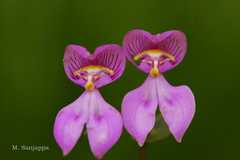 Disperis neilgherrensis